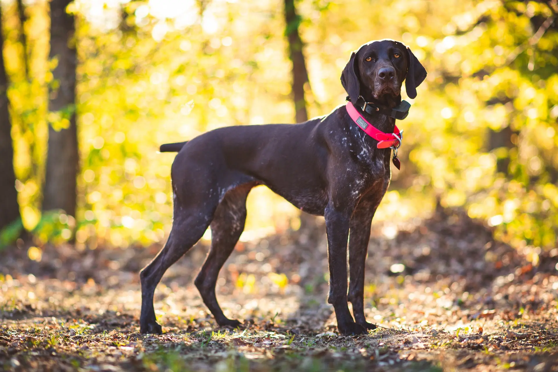 dog collars with name tag